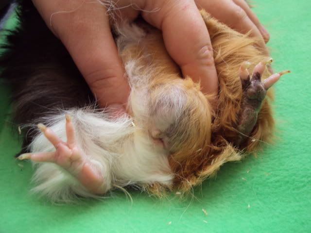 Guinea pig anal clean Kara style nude